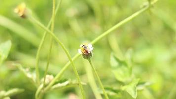 Small bee flying on small yellow flower of grass and blur nature green background