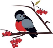 Bullfinch. A live bird sits on a branch of a rowan tree. Red bunch of ripe berries vector