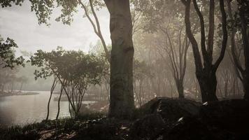magic dark autumn forest scenery with rays of warm light video