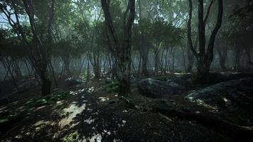 scenario magico scuro della foresta autunnale con raggi di luce calda video
