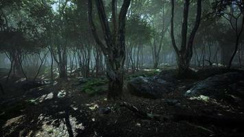 trädbevuxna skogsträd motljus av gyllene solljus video