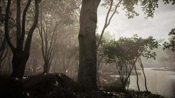 rayos de sol en un bosque en una mañana brumosa video