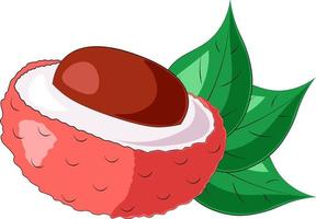 Drawn fruit half lychee and leaf in color vector