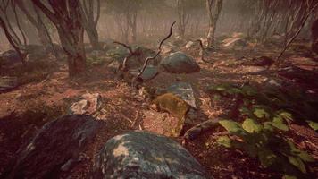 mágico paisaje oscuro del bosque otoñal con rayos de luz cálida video
