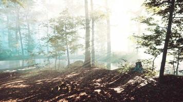 Wooded forest trees backlit by golden sunlight video