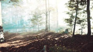 magic dark autumn forest scenery with rays of warm light video