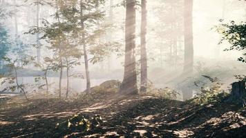 cenário mágico de floresta de outono escuro com raios de luz quente