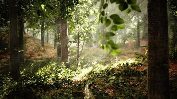 forest trees nature green wood sunlight view video