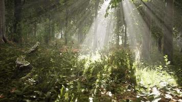 luz brilhando na natureza video