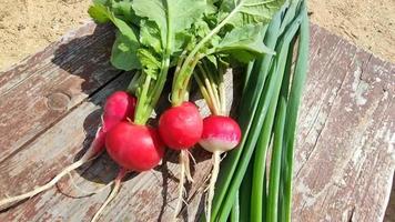 Early radishes and green onions on an old wooden table