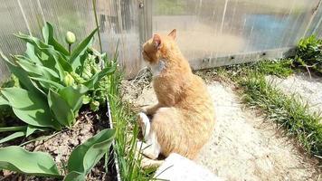 A red-haired cat lies near the entrance to the greenhouse video