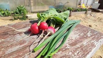 Early radishes and green onions lie on an old wooden table video