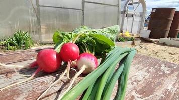 cosecha de rábanos tempranos y cebollas verdes del invernadero video