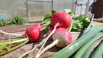 Harvesting of early radishes and green onions