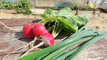 cosecha de verduras tempranas rábanos y cebollas verdes del invernadero video