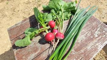Green onions and a bunch of early radishes