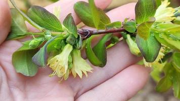 A sprig of flowering honeysuckle on the palm of your hand