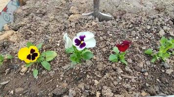 sleutelbloemen viooltjes groeien in een bloembed video