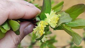 Flowering honeysuckle in the garden video
