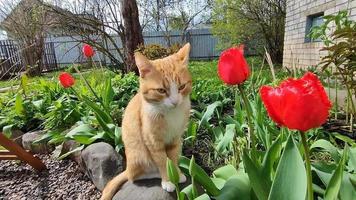 Die Katze sitzt in einem blühenden Blumenbeet mit Tulpen video