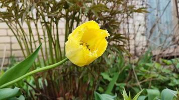 Yellow terry tulip growing in a flower bed video