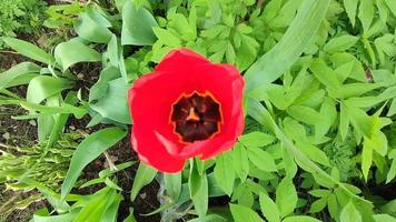 Flowers red tulips in a flower bed video