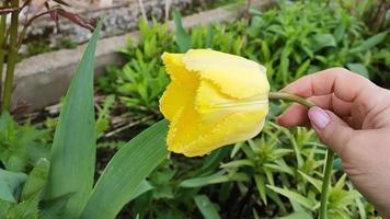 de hand van een vrouw houdt een gele tulpenbloem vast video