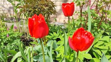 Red tulips in a flower bed near the house video