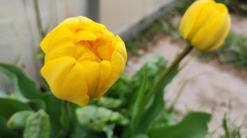 tulipas amarelas crescendo em um canteiro de flores