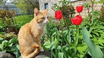A kitten is sitting on a stone near a blooming flower bed video