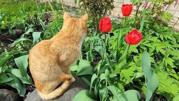 The cat is sitting in a blooming flower bed with red tulips video