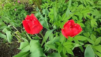 röda tulpaner i en blomsterbädd ovanifrån video