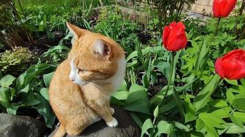 um gato e tulipas em um canteiro de flores desabrochando video