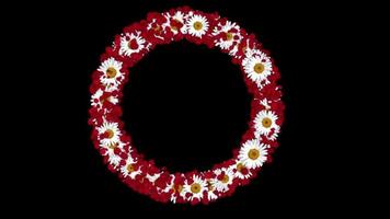 White flowers and petals circle frame  free download video