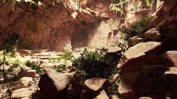 vista desde el interior de una cueva oscura con plantas verdes y luz en la salida video