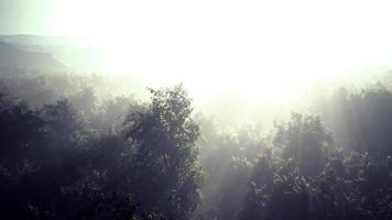 mist in een bos bij luchtfoto video