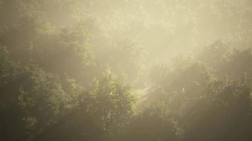 Fog in a forest at aerial view video