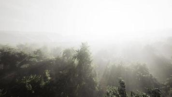 la niebla envuelve el bosque de montaña video