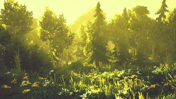 cartoon Wooded forest trees backlit by golden sunlight video
