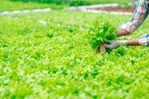 Harvesting fresh vegetables in hydroponics farm photo