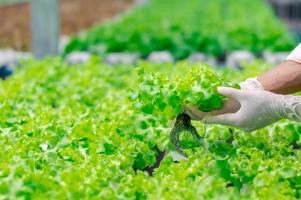 Harvesting fresh vegetables photo