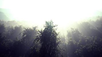 le brouillard enveloppe la forêt de montagne