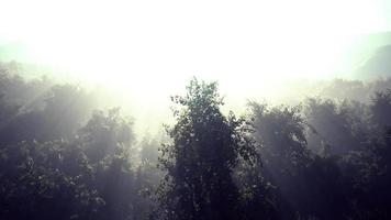 Luftbilddrohnenaufnahme des tropischen Regenwaldes in den Bergen video