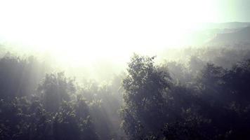 brouillard matinal dans la forêt tropicale dense