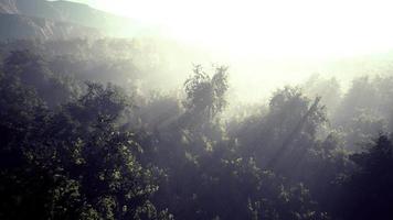 luchtfoto drone shot van tropisch regenwoud in de bergen video