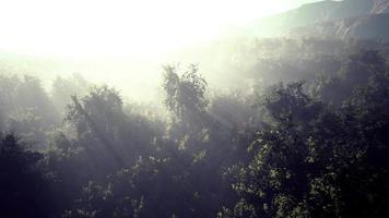 la nebbia avvolge la foresta di montagna video