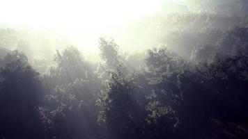 Fog in a forest at aerial view video