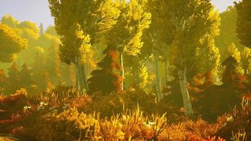 bewaldete waldbäume der karikatur, die von goldenem sonnenlicht hinterleuchtet werden video