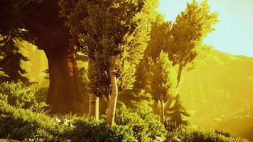 dibujos animados de árboles boscosos retroiluminados por la luz del sol dorada