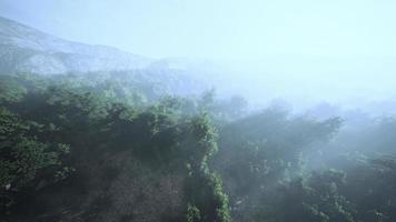 morning fog in dense tropical rainforest